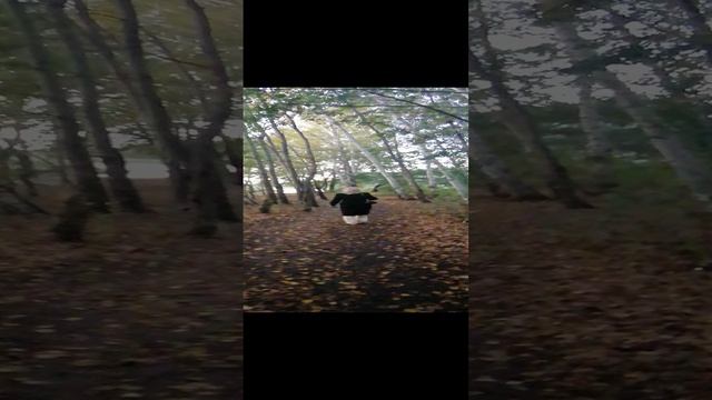 VID_20241016_164334.mp4