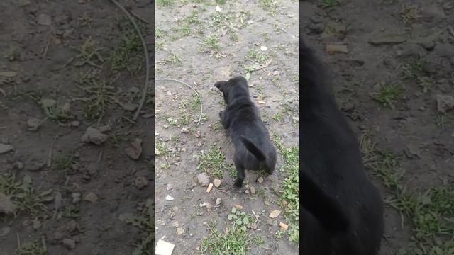 Как Тузик с жуком подружится пытался