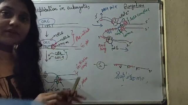 DNA Replication in eukaryotes| elongation
