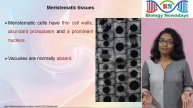 Meristematic tissues | Anatomy of flowering plants