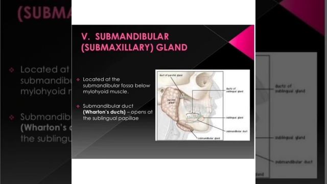 | Anatomy | Oral Cavity | Mahbuba |