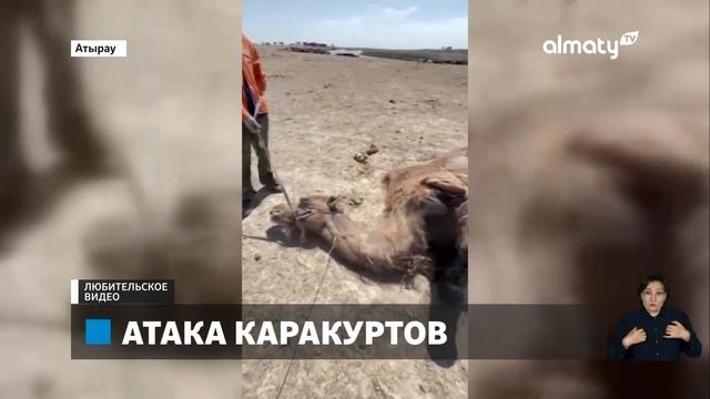 Ядовитые пауки: с начала лета атаке каракуртов подверглись 16 человек