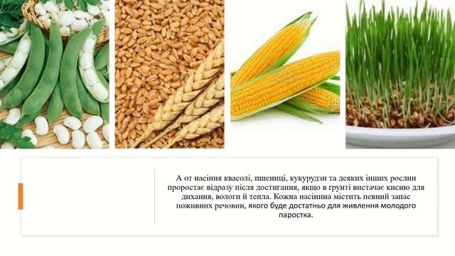 Урок 54 "Як розмножуються рослини?" Розмноження рослин. Я досліджую світ 3 клас