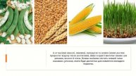Урок 54 "Як розмножуються рослини?" Розмноження рослин. Я досліджую світ 3 клас