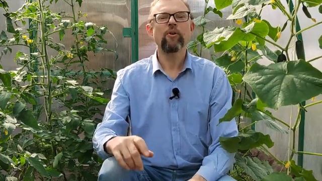 Избавляемся от вершинной гнили и увеличиваем количество завязей