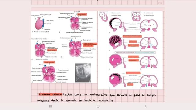 Desarrollo Posterior del Corazón - Embriología - Por Gabriela Lima Moraes Maciel - UPE CDE