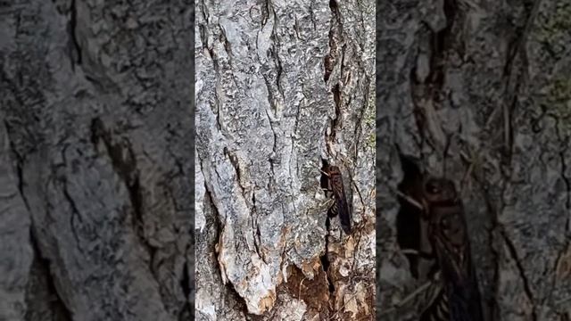 Caught a parasite wasp parasitizing an insect under the tree bark! (This is a good thing)