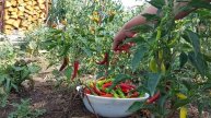 Legume rezistente la secetă