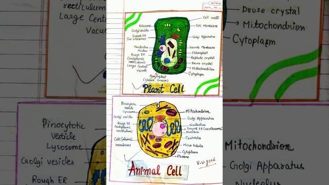 Plant Cell & Animal cell easy and Colourful diagram #cell #biology #handmade