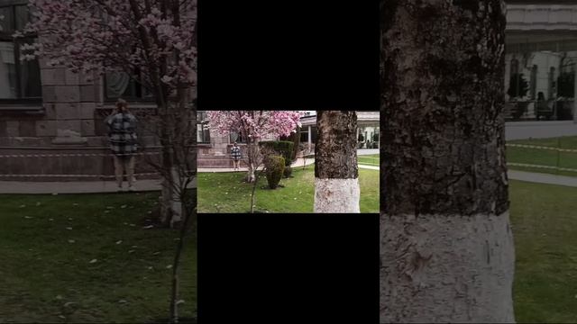 scene_output.mp4