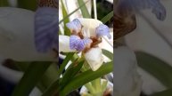 En el balcón Lirio del caminante - Falsa orquídea - Neomarica