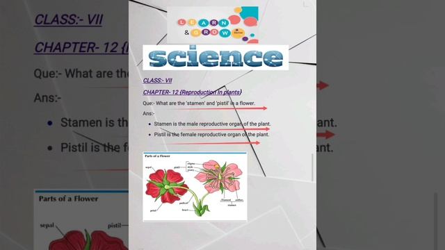 Exploring the Reproductive Organs: Stamen and Pistil in Flowers