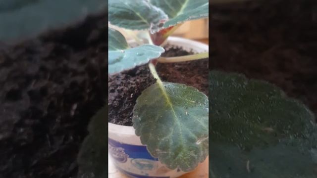 Как дорастить глоксинию.