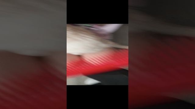 обзор на модель котика #Борис3906