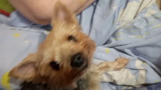 У Феи сплошные переживания