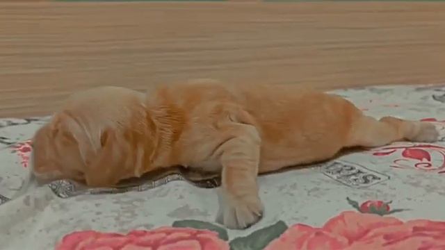 Зарождение новой жизни... 🤗🐶