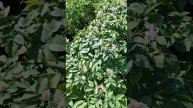 Картофель без колорадского жука? Легко!