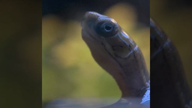 Beyond the Zoo: Yellow Headed Box Turtle | Bronx Zoo