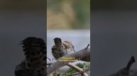 Cactus Wren. part 1