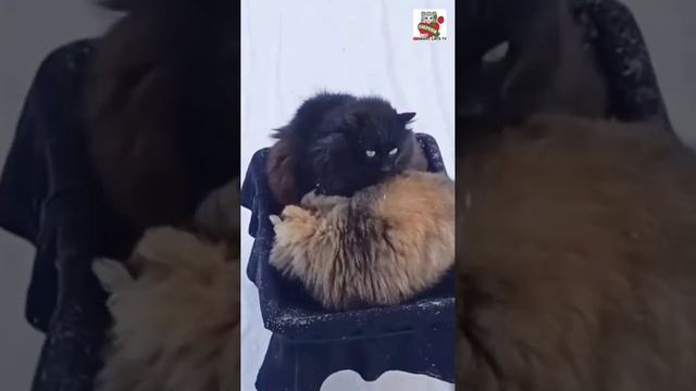 Ничего на свете лучше нету 🌞🐕❤️🐈⬛🐈