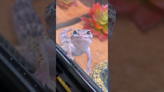 Эта любовь взаимна 🥰😍 #reptile #эублефар #love @Panteric  подмигнул 🦎