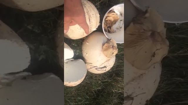 Дождевики в Башкирии...