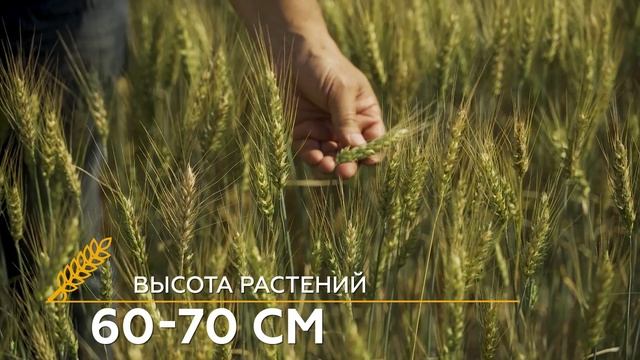обзор яровой пшеницы сорт Корнетто