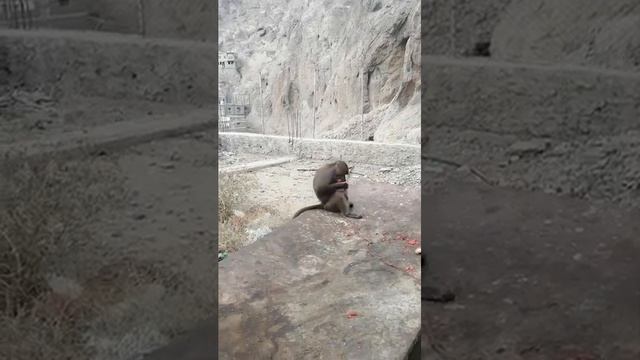 القرد للبيع موجود معي بعدن