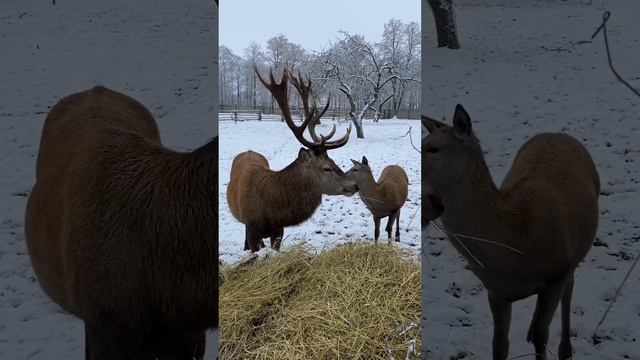 🦌Боагородные олени нашего зоосада в Ружанах🤗