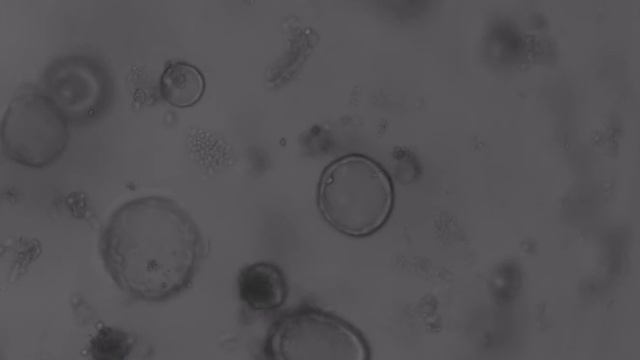 Mouse stomach organoid
