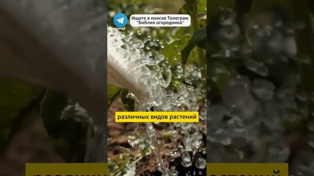 Любой Черенок Мгновенно Пускает Корни: Мощный Стимулятор Роста! #огород #дача #черенки #урожай #сад