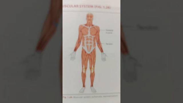 muscular system of human body || anatomy #anatomy #humanbody #muscular #system