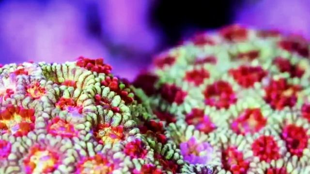 coral symbiosis