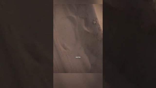 Классные животные