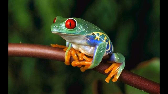 Frog sound ANIMALS SOUNDS
