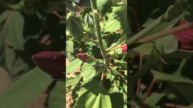 First Hardy Hibiscus About To Bloom
