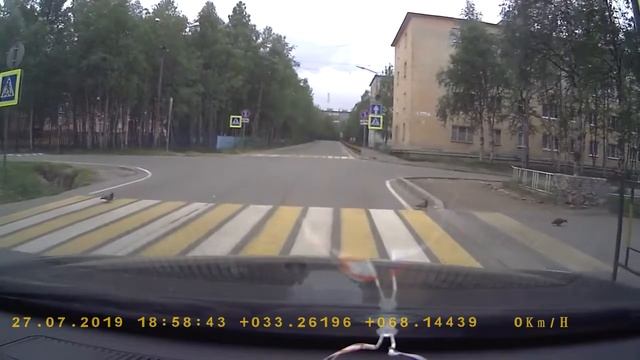 Эти курицы умнее многих "Человек разумный"