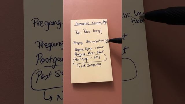 Autonomic nervous system preganglionic vs post ganglionic
