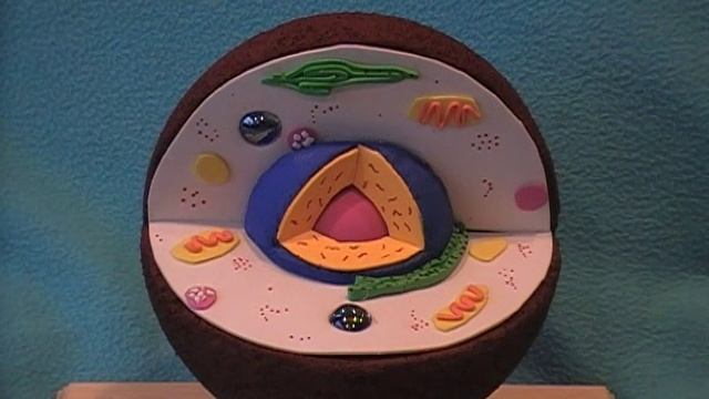 Animal Cell Model