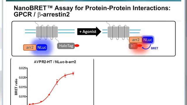 Webinar: Enhanced Protein-Protein Interactions in Living Cells Using the NanoBRET Assay & CLARIOsta