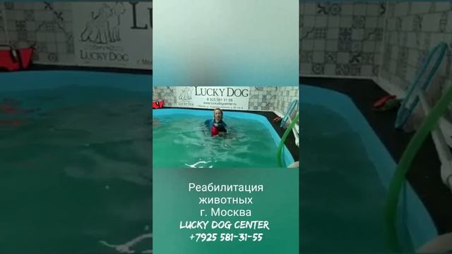 Реабилитация собак в Зооцентре "Lucky Dog"