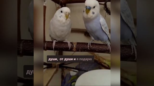 🦜😂Это бывший снова обещаниями кормит.