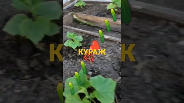 ОГУРЦЫ КУРАЖ В ОДИН СТВОЛ В СВЕТЛИЦЕ У ЗАБОРА 🥒💯❤️...