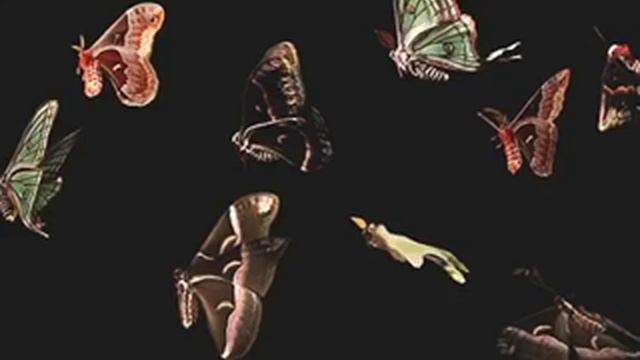 Neon Butterflies-(prod.Adrian)