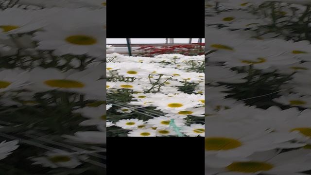 Бал хризантем, часть 2