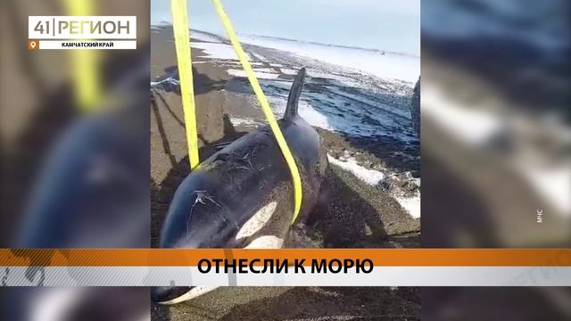 ВЫБРОШЕННУЮ НА БЕРЕГ КОСАТКУ ПЕРЕМЕСТИЛИ К ОХОТСКОМУ МОРЮ • НОВОСТИ КАМЧАТКИ