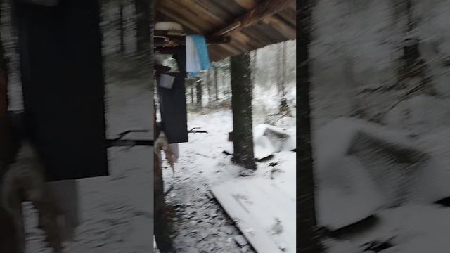 зимнияя тайга в снегу