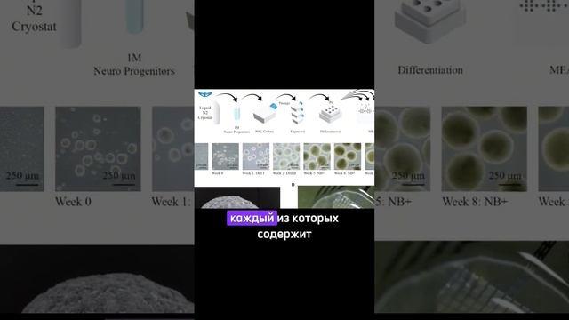 🦾 биопроцессор на клетках мозга #новостинауки #наука