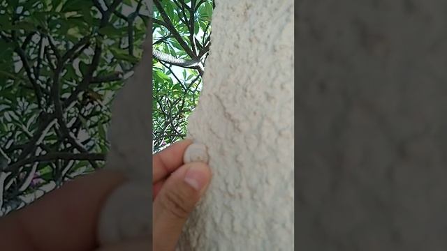 SHELL ON THE WALL