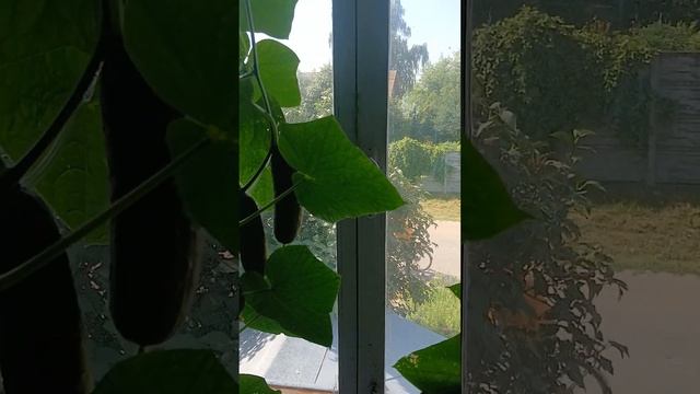 Огурцы на окне завалили урожаем!!!Легко,просто,без заморочек....